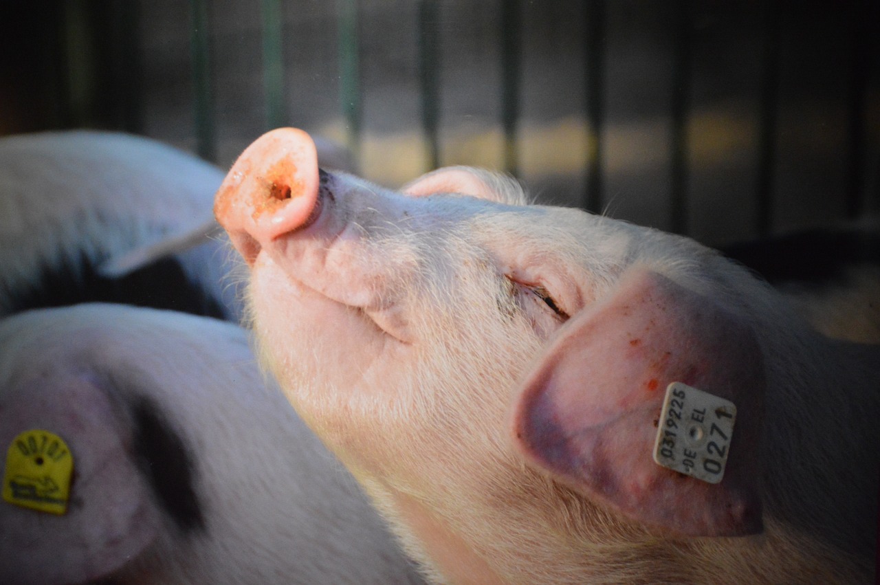 pig domestic pig piglet free photo