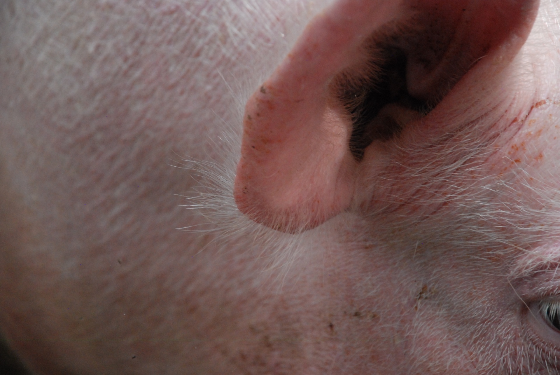 pig anatomy ear free photo