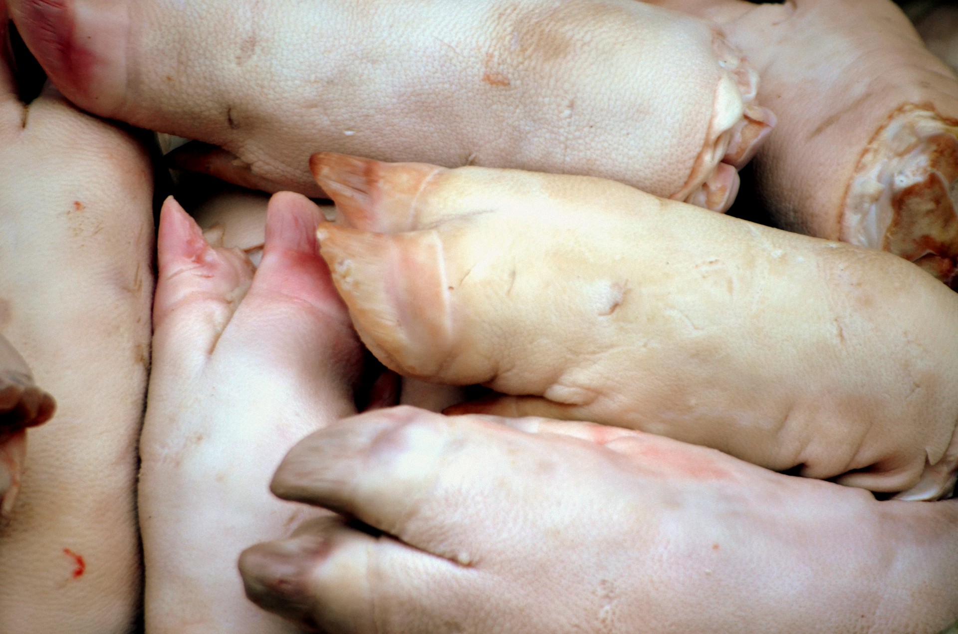 food pig pig feet free photo