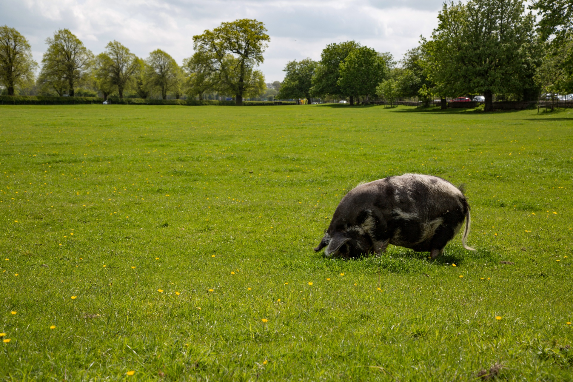 pig farm grass free photo