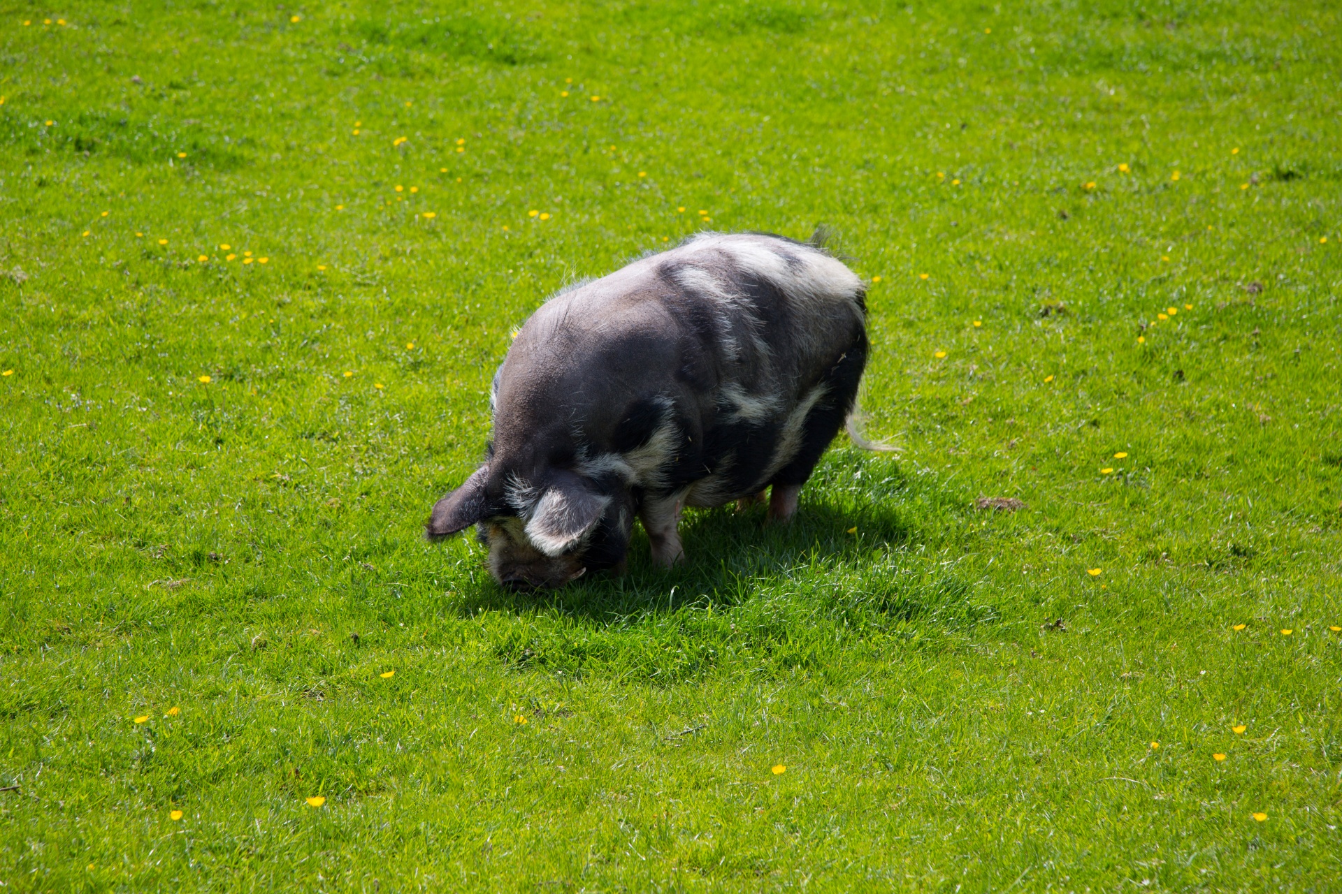 pig farm grass free photo