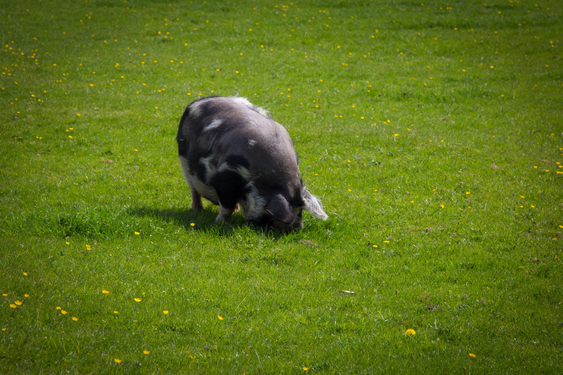 pig farm grass free photo