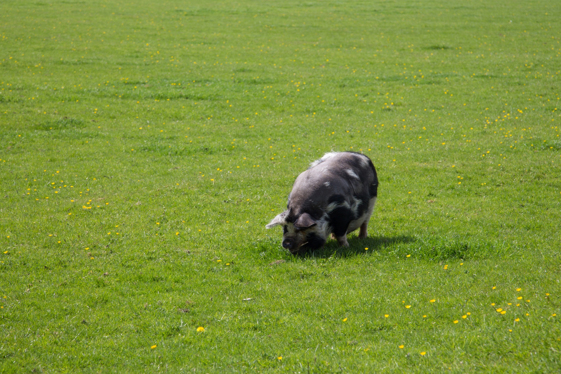 pig farm grass free photo