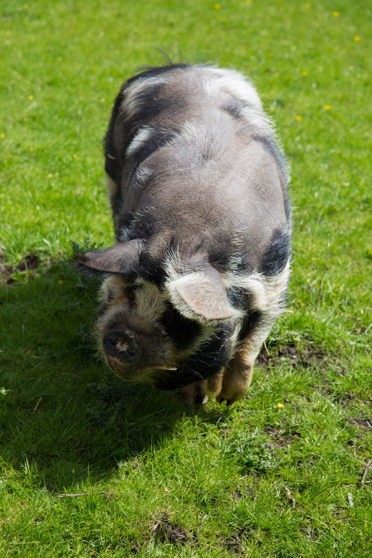 pig farm grass free photo