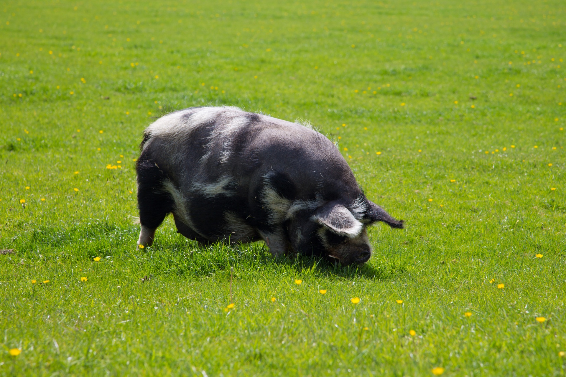 pig farm grass free photo