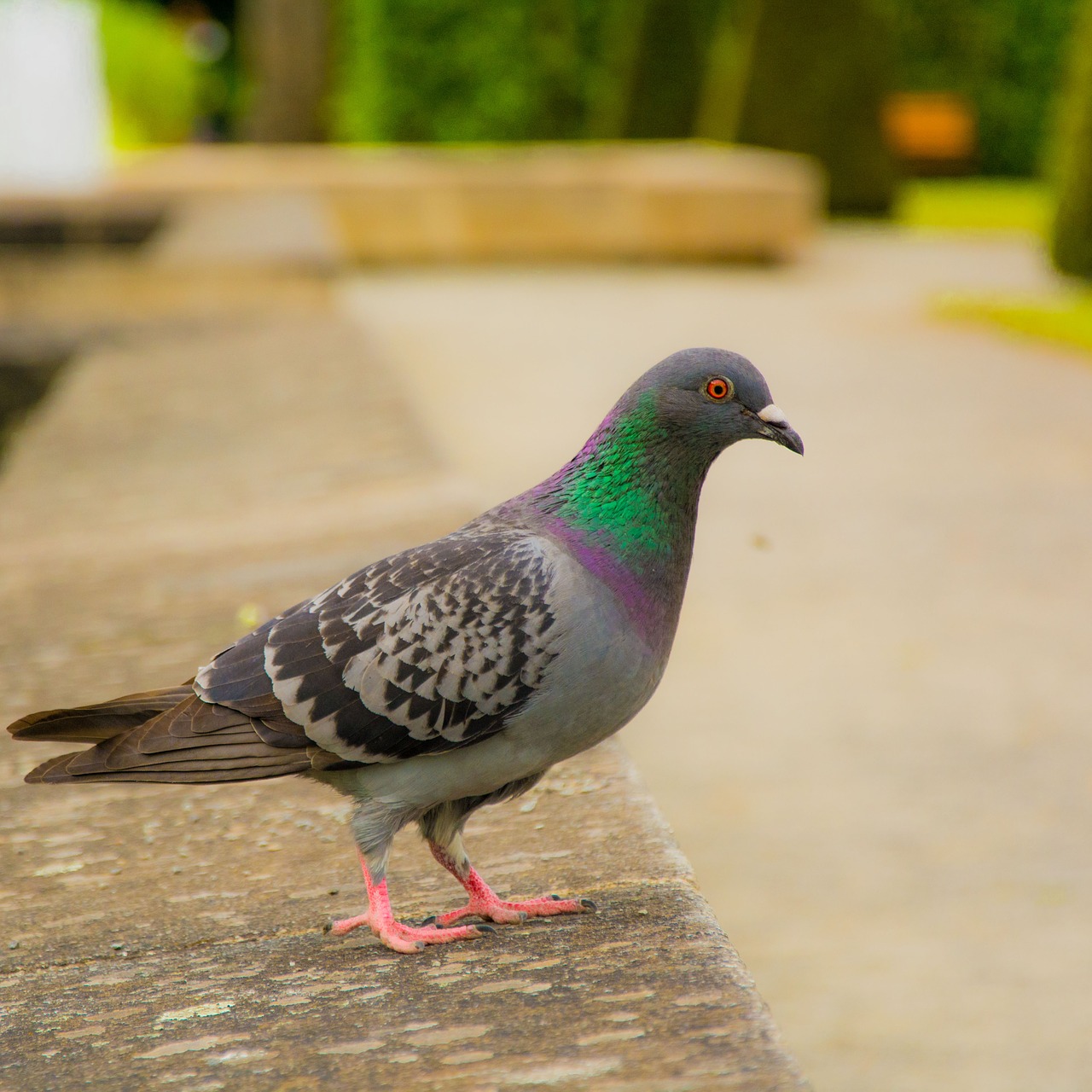 pigeon bird landscape free photo