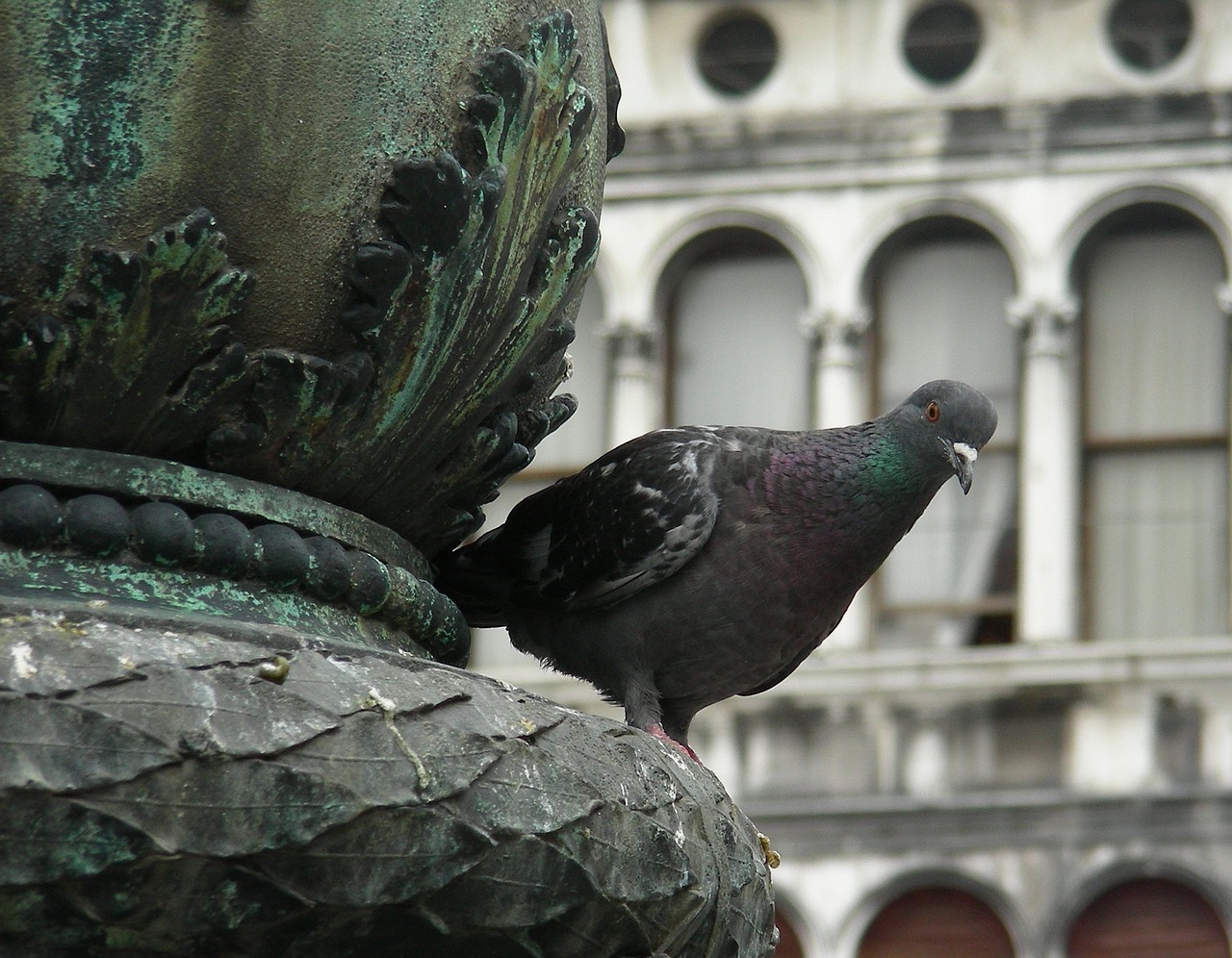 pigeon bird wild free photo