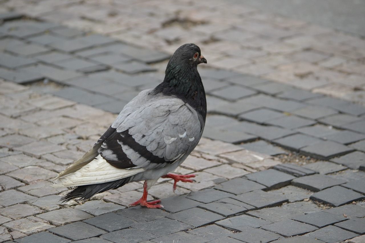 pigeon bird animal free photo