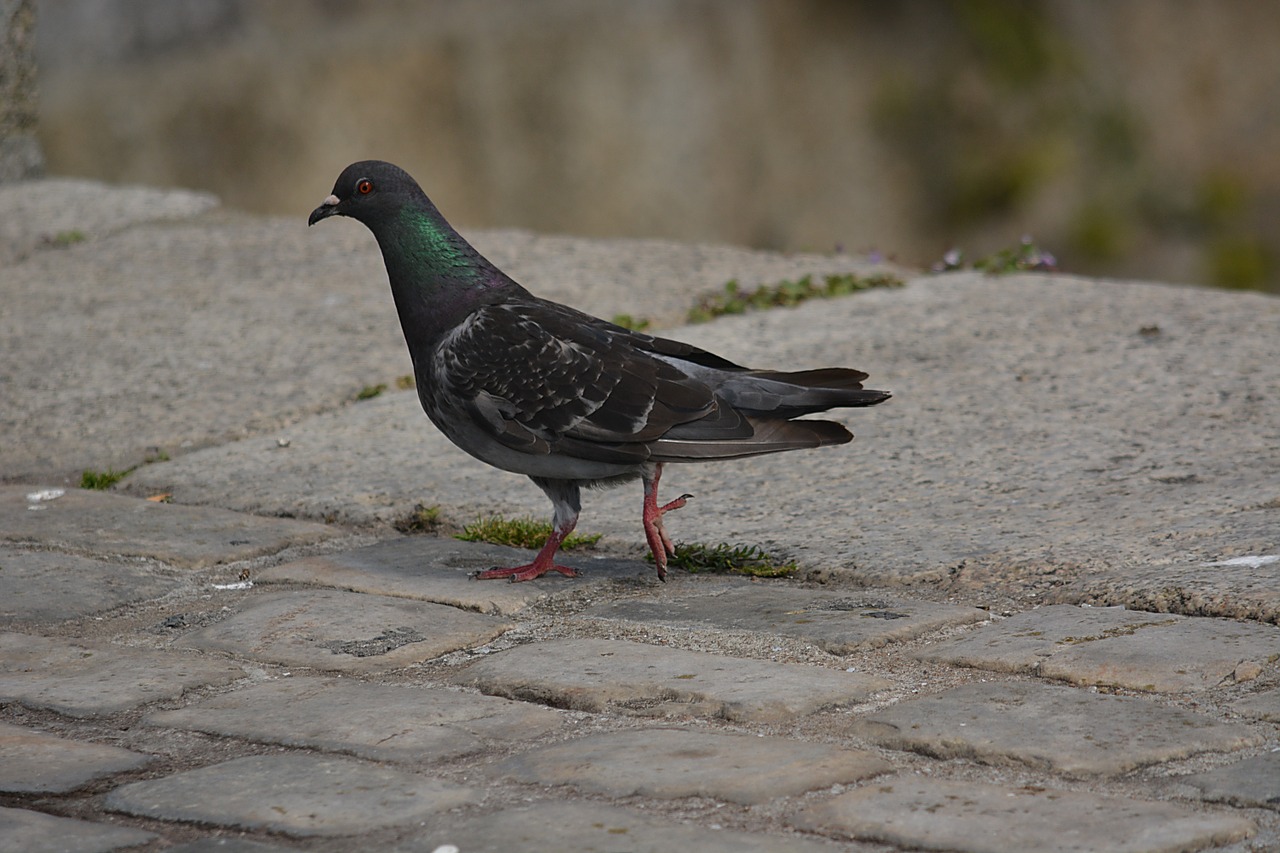 pigeon bird nature free photo