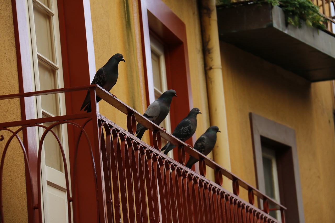 pigeon balcony old free photo