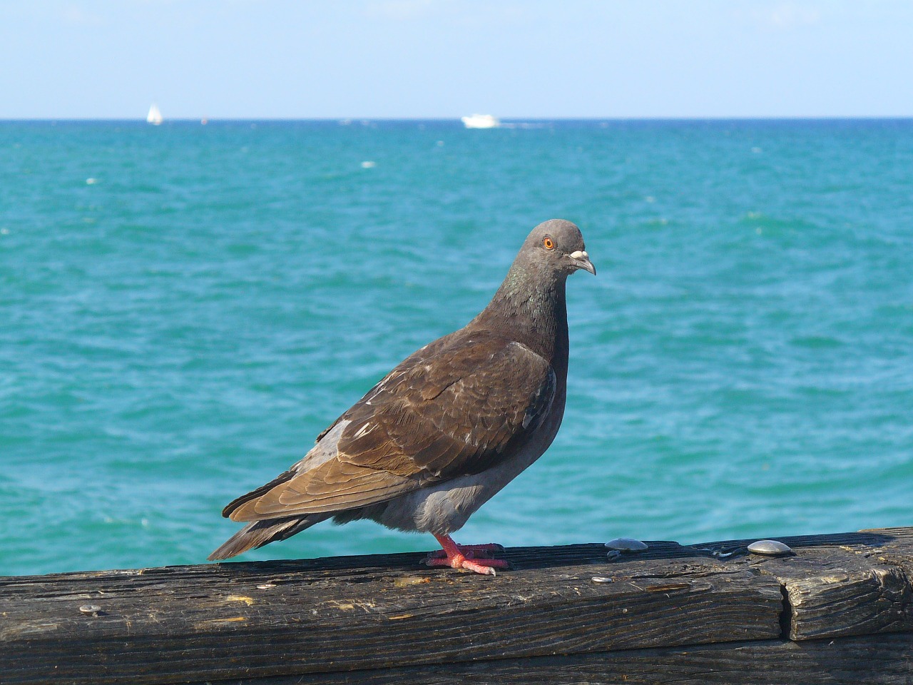 pigeon pier bird free photo