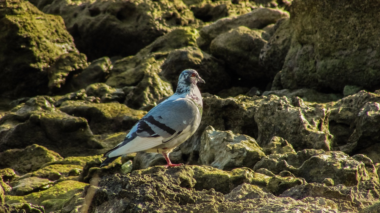 pigeon bird wildlife free photo