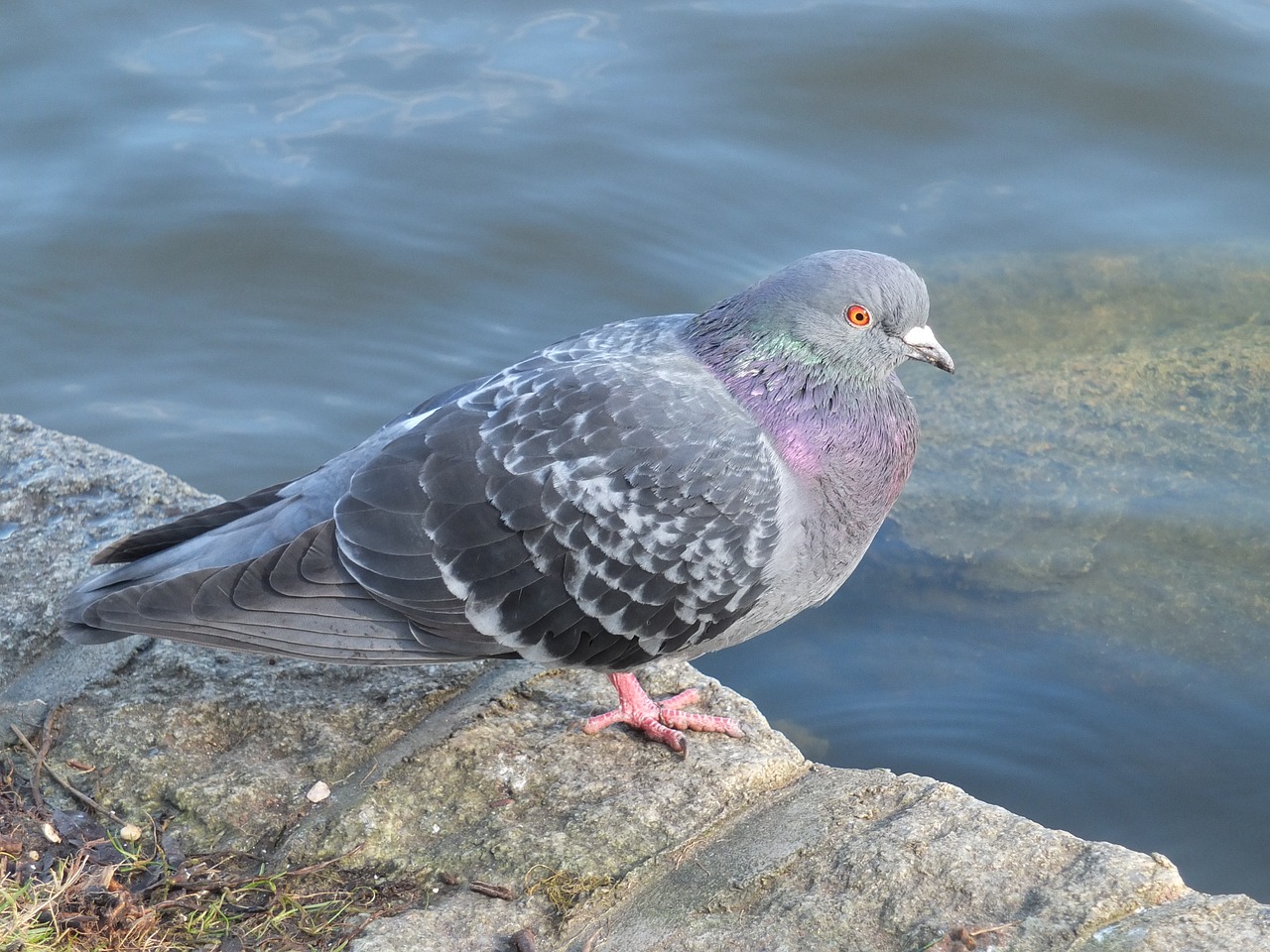 pigeon bird wildlife free photo