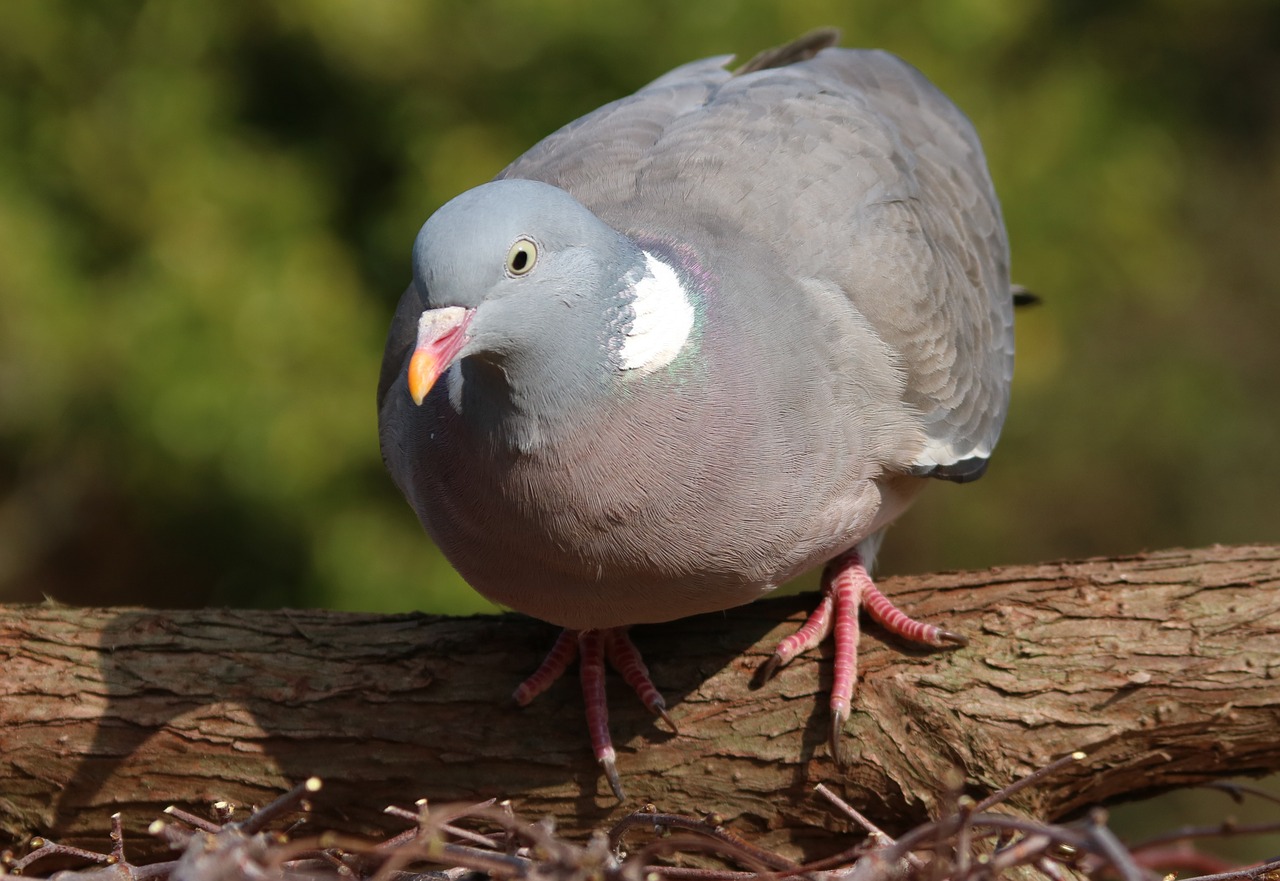 pigeon bird uk free photo