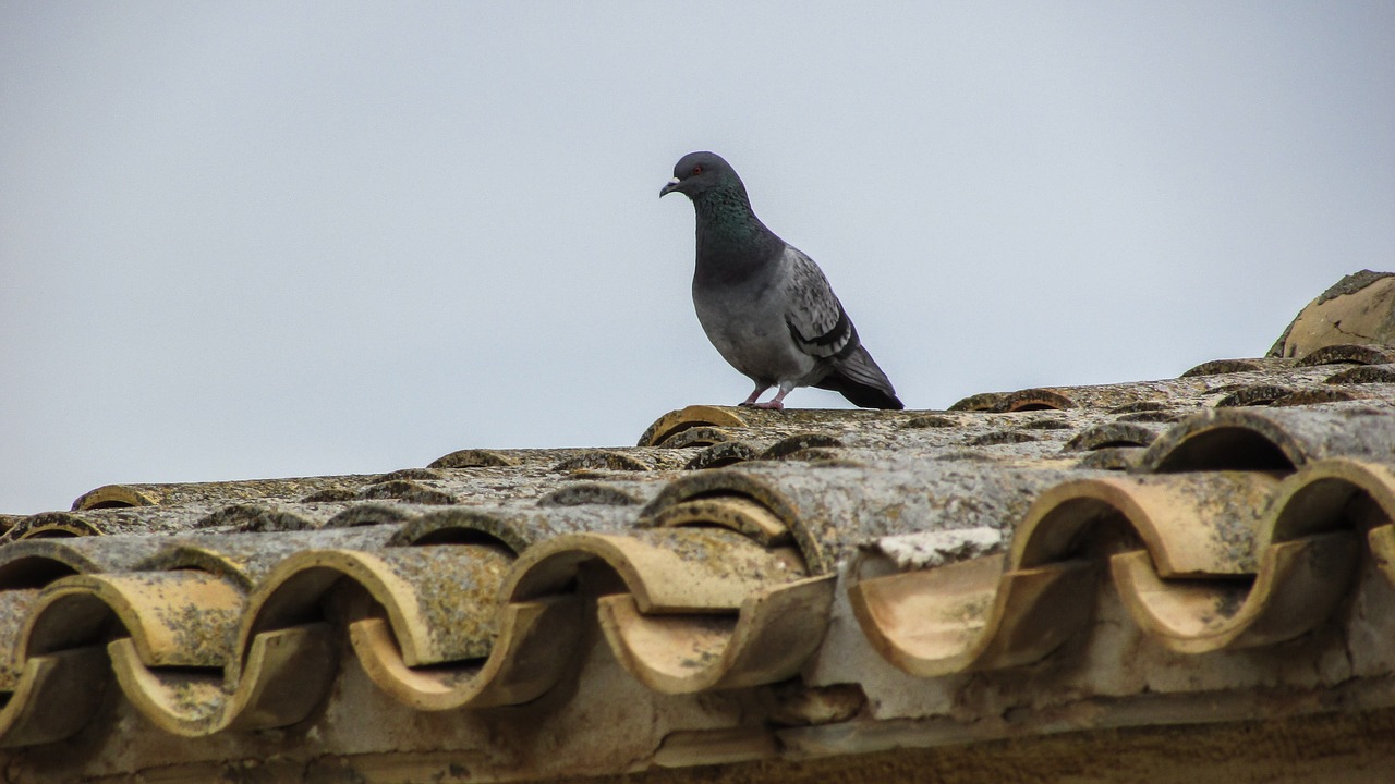 pigeon roof old house free photo