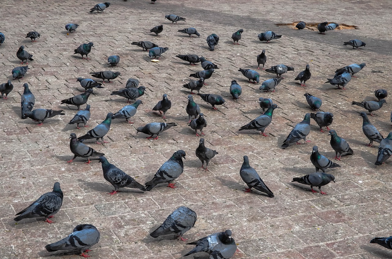 pigeon temple hindu free photo