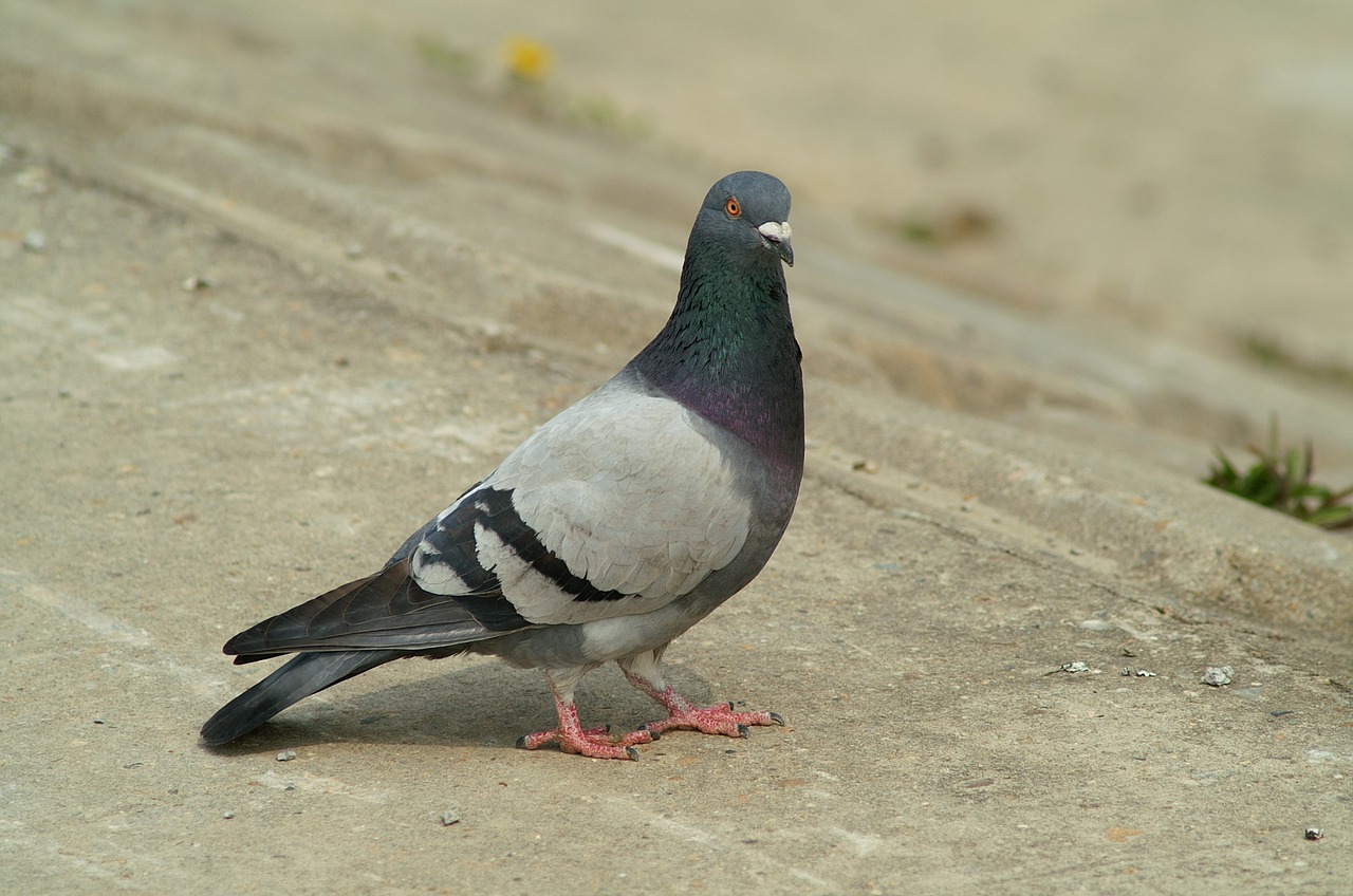 pigeon new birds free photo