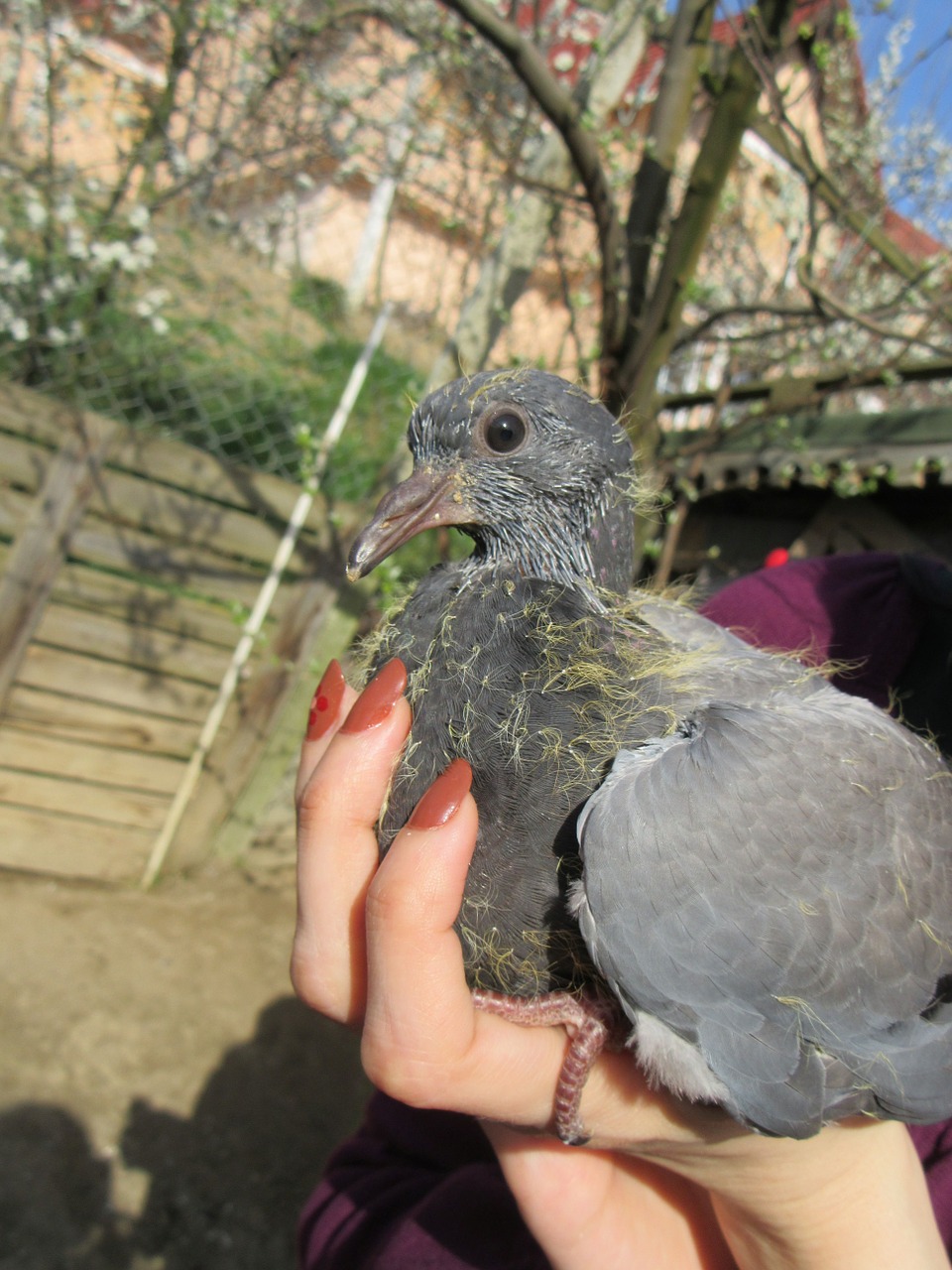 pigeon hand baby free photo