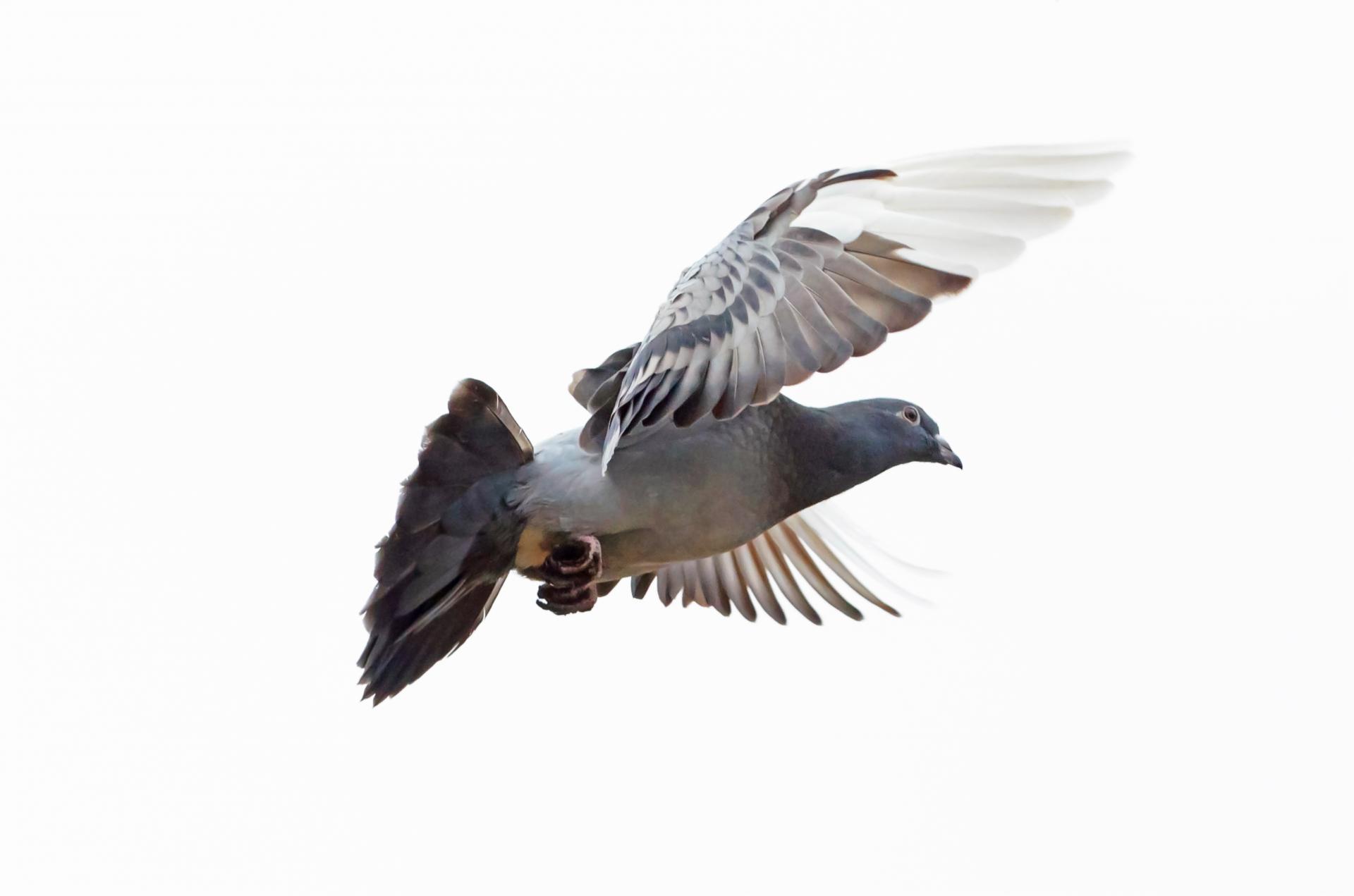 pigeon fly isolated free photo