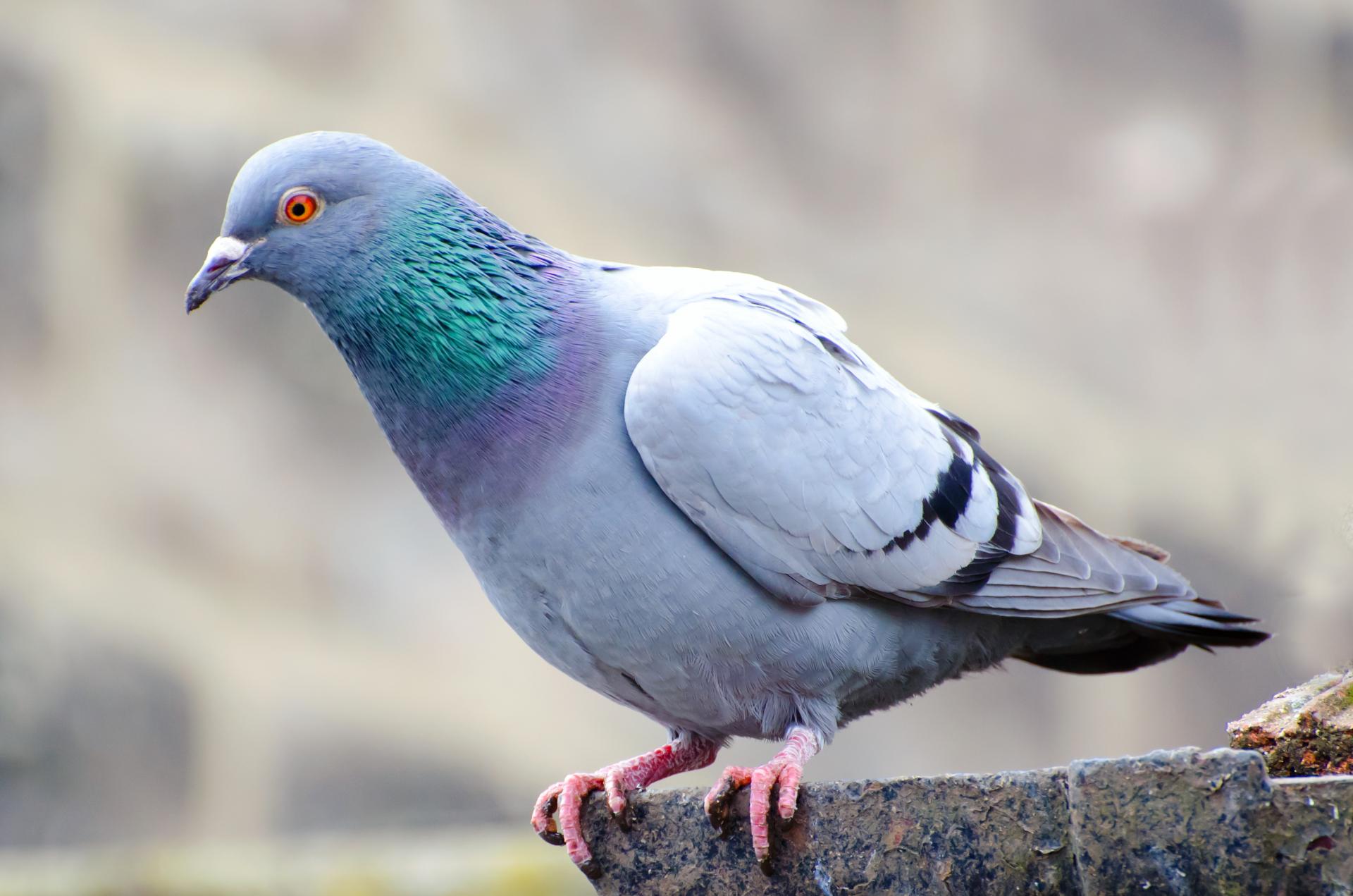 pigeon closeup isolated free photo