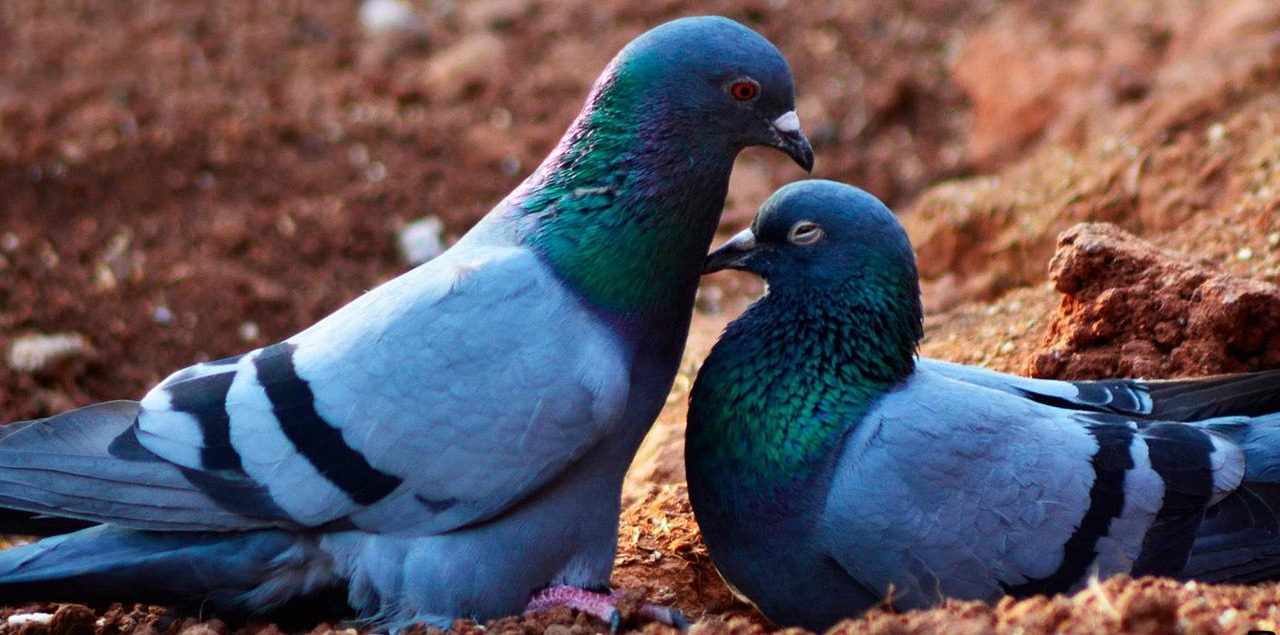 pigeon lovebirds bird free photo
