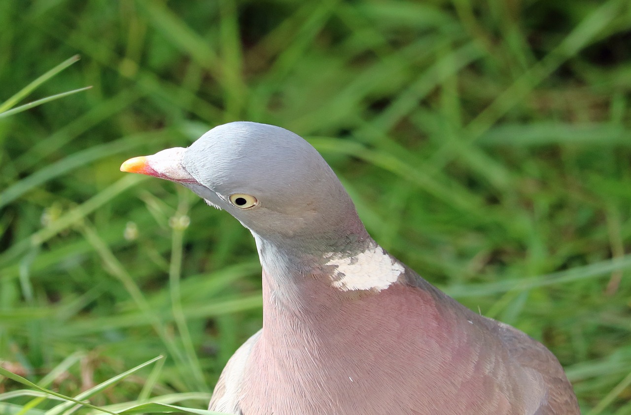 pigeon bird close free photo