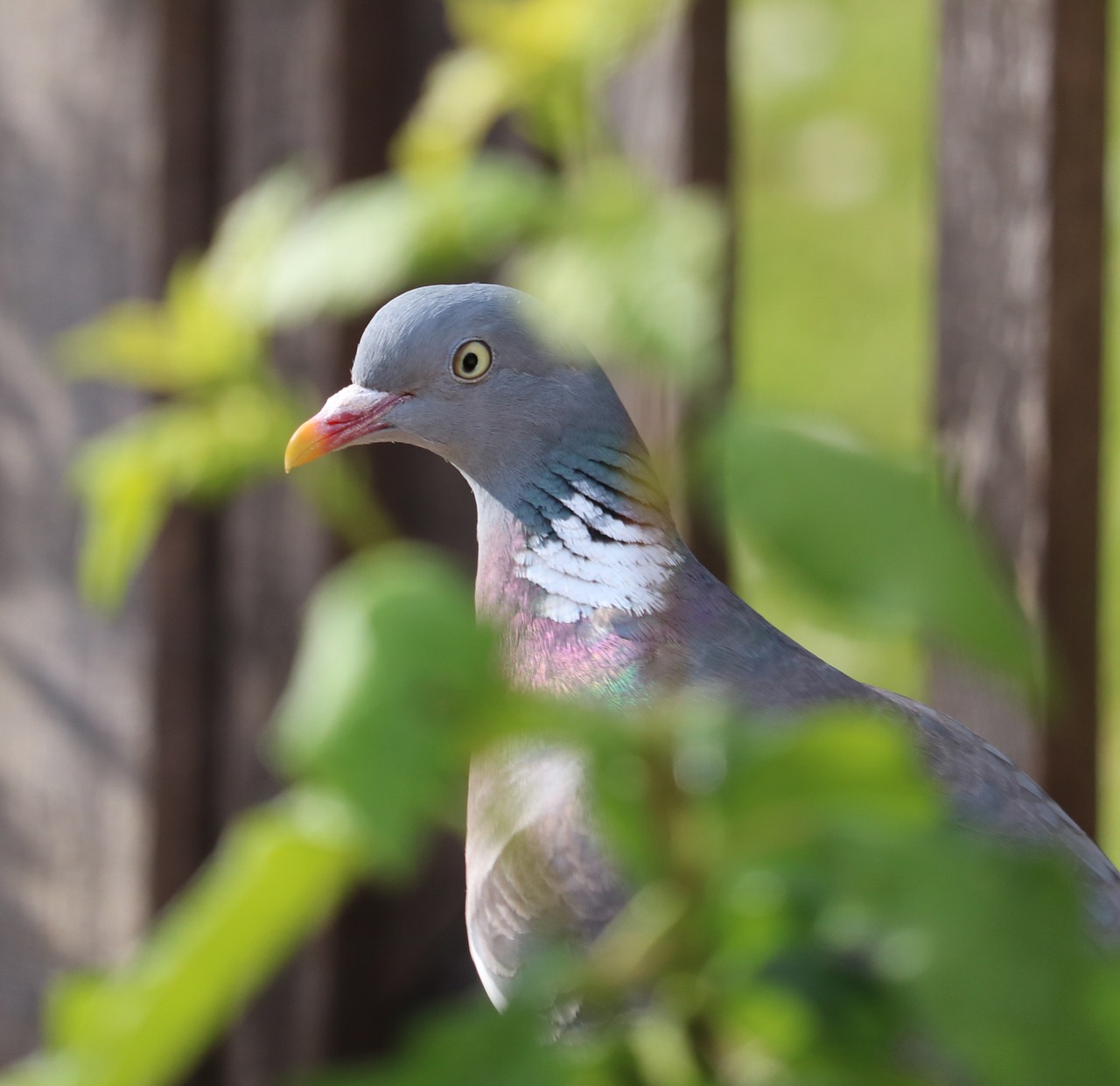 pigeon bird close free photo