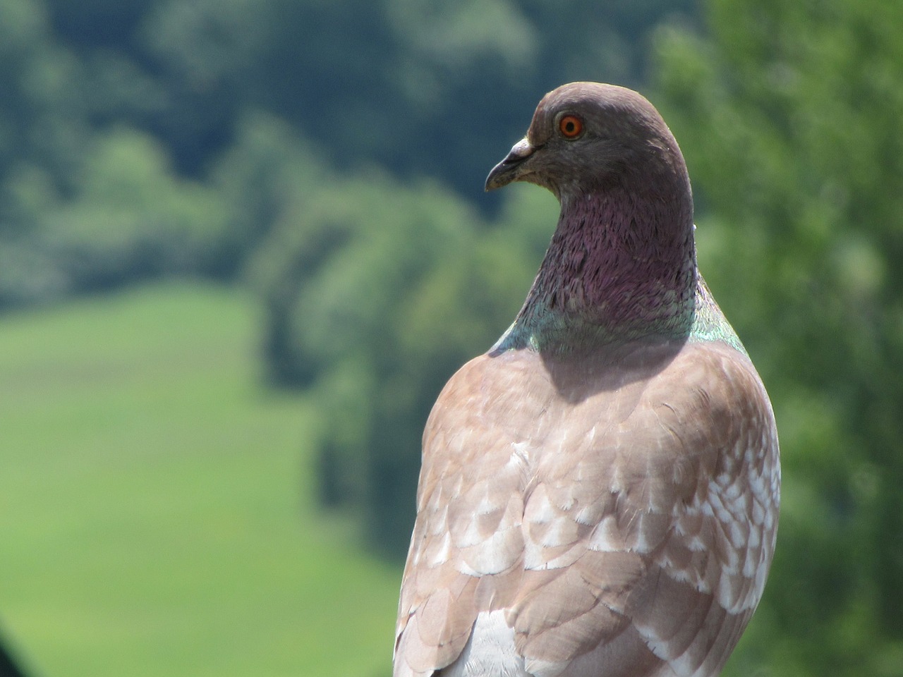 pigeon brown green free photo