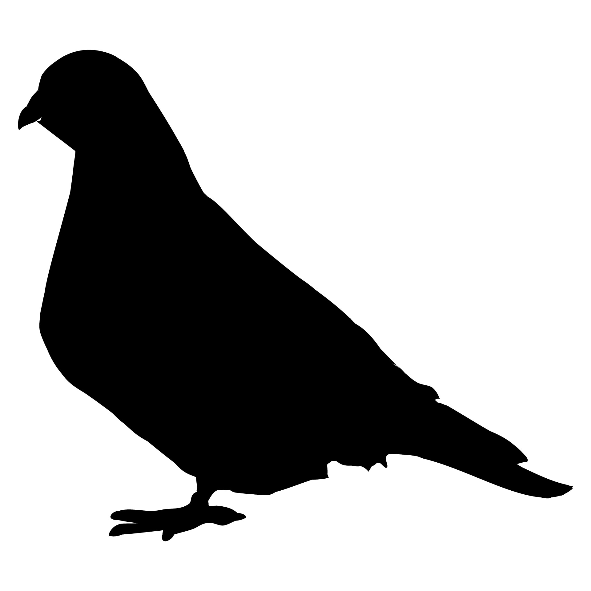 silhouette pigeon sign free photo