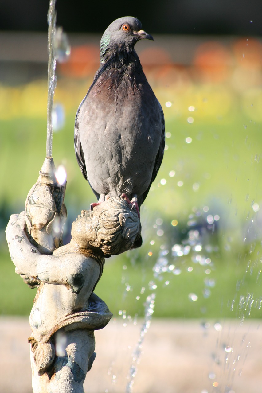 pigeon fountain park free photo