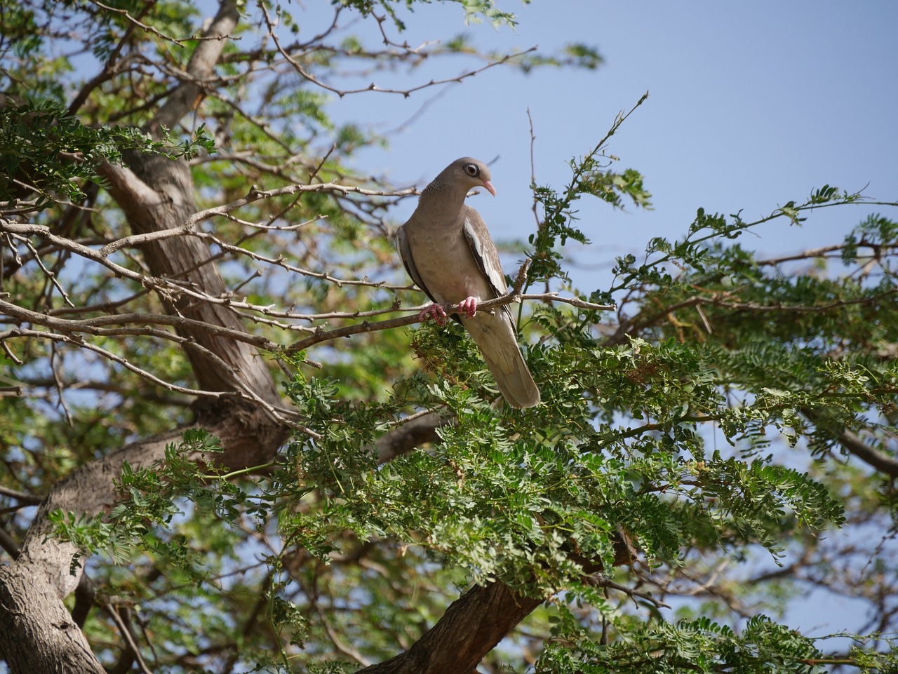 pigeon animals bird free photo