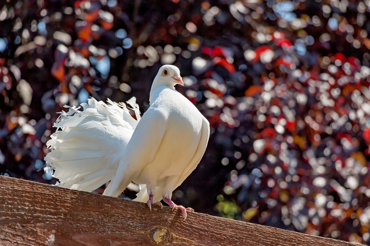 pigeon white pávagalamb free photo