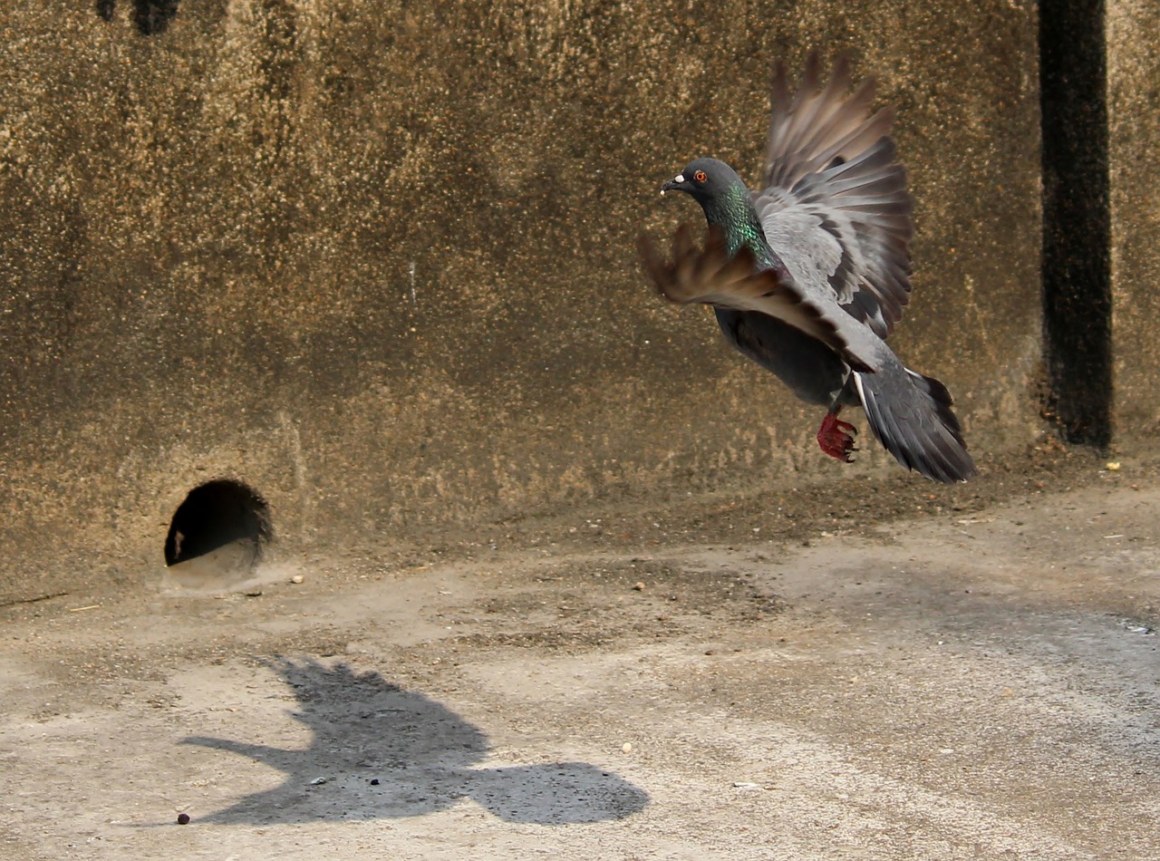 pigeon bird wild life free photo