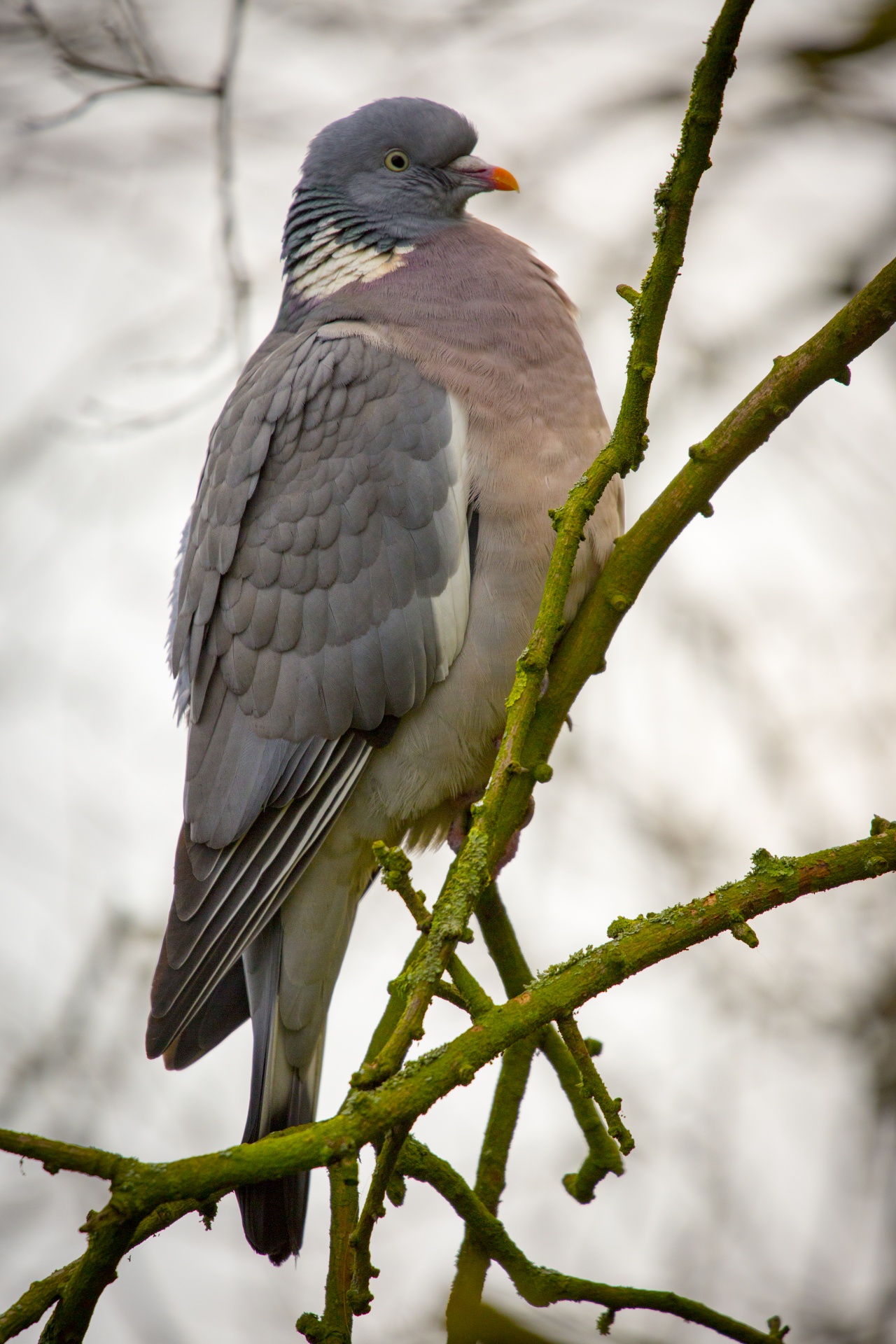 pigeon cut out bird free photo