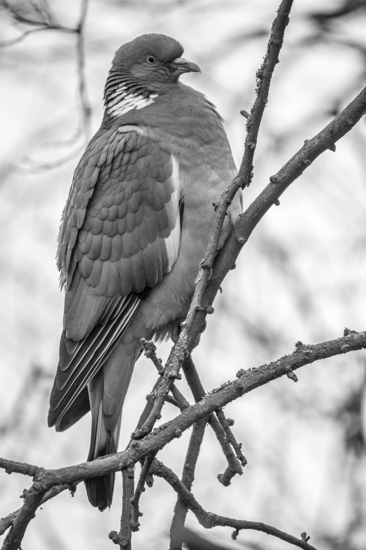 pigeon cut out bird free photo