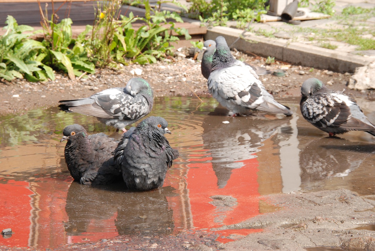 pigeon bird bath free photo