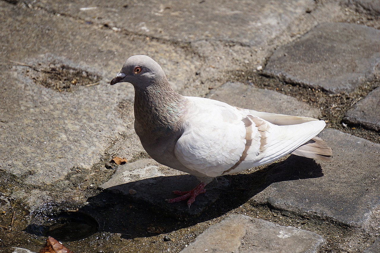 pigeon bird animal free photo