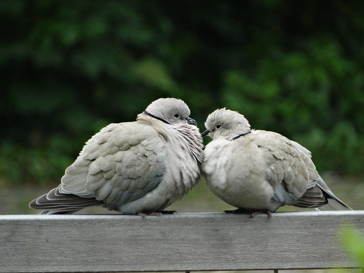 pigeon nature bird free photo