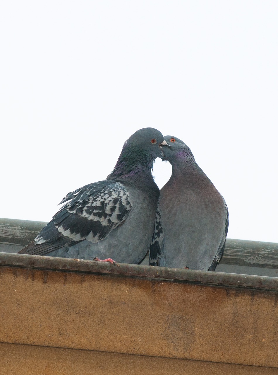 pigeon love heart free photo