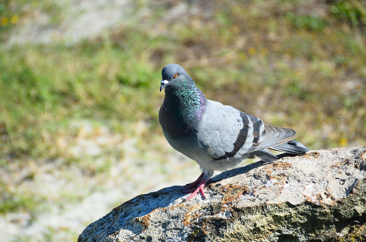 pigeon bird avian free photo