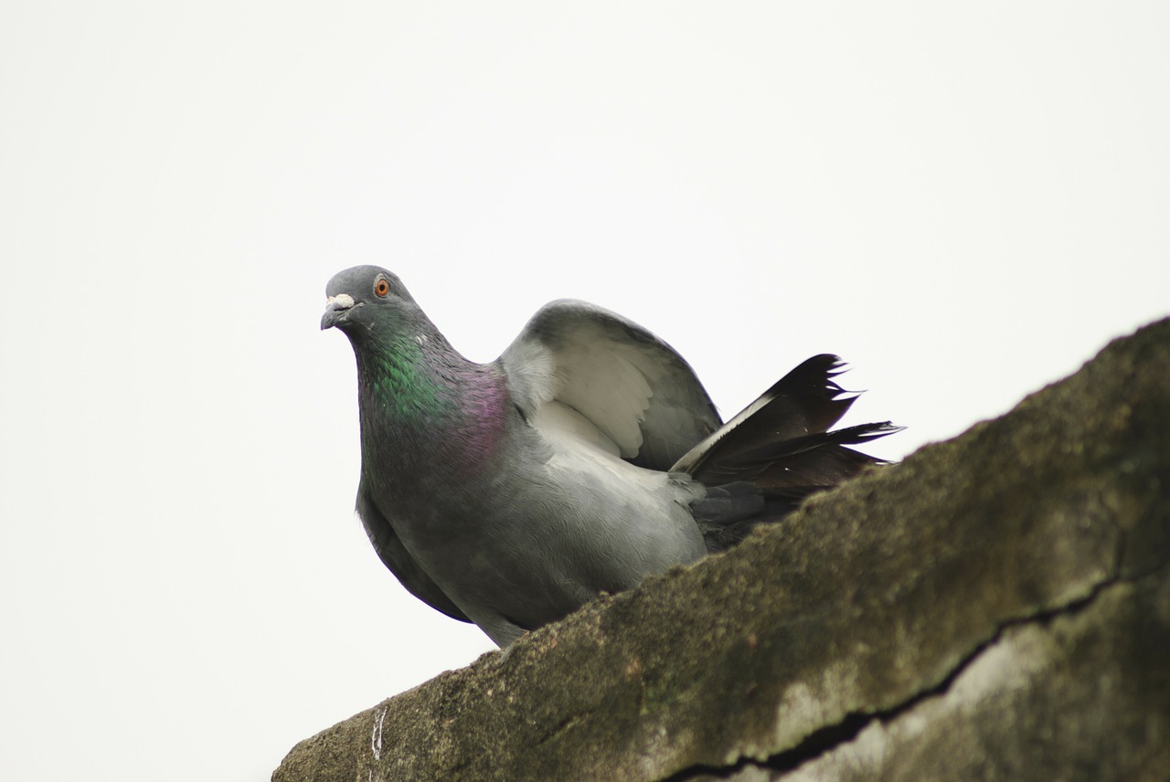 pigeon rock pigeon columba free photo