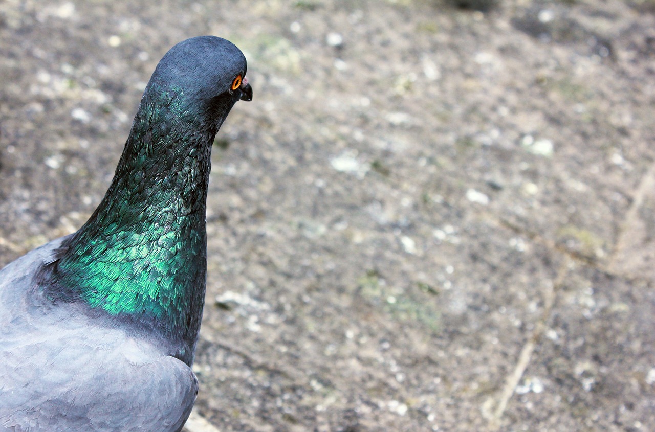 pigeon rock pigeon columba livia free photo