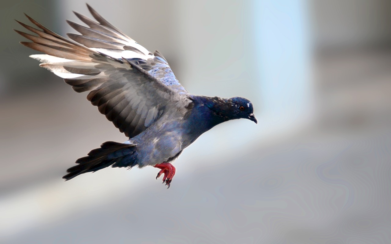 pigeon bird flying free photo
