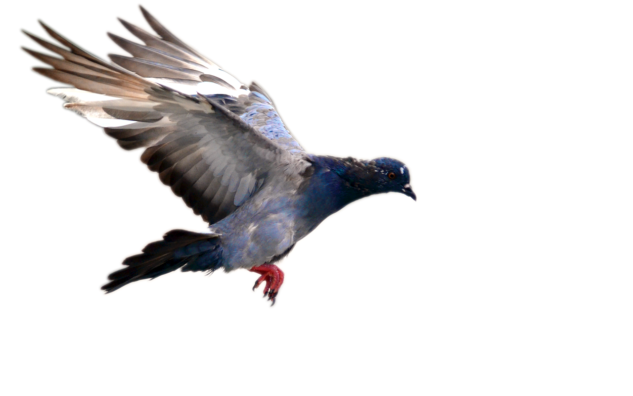 pigeon flying bird free photo