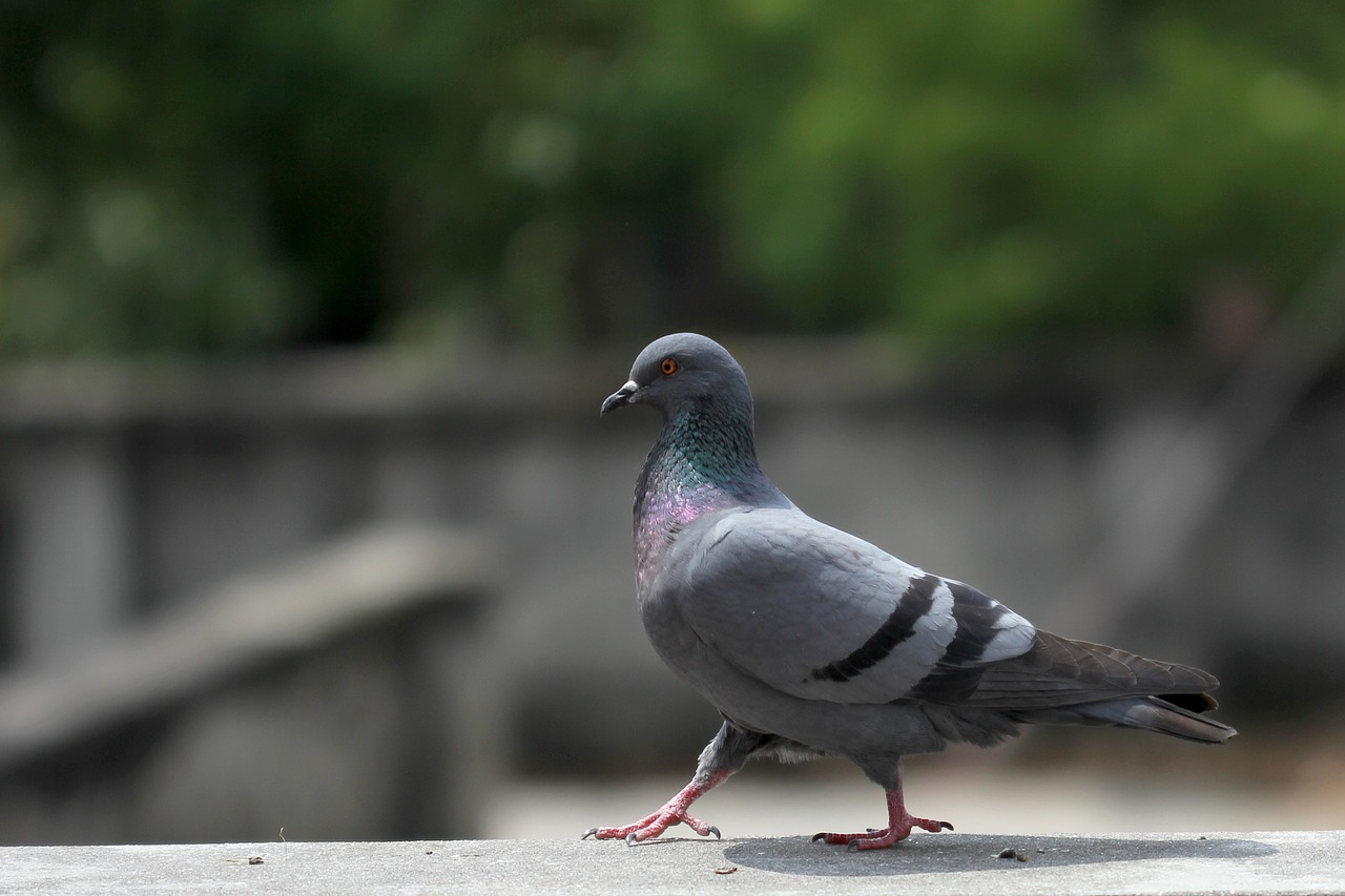 pigeon walk pride free photo