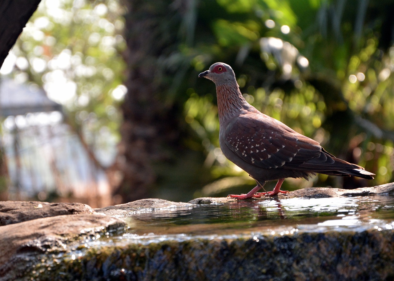 pigeon bird garden free photo