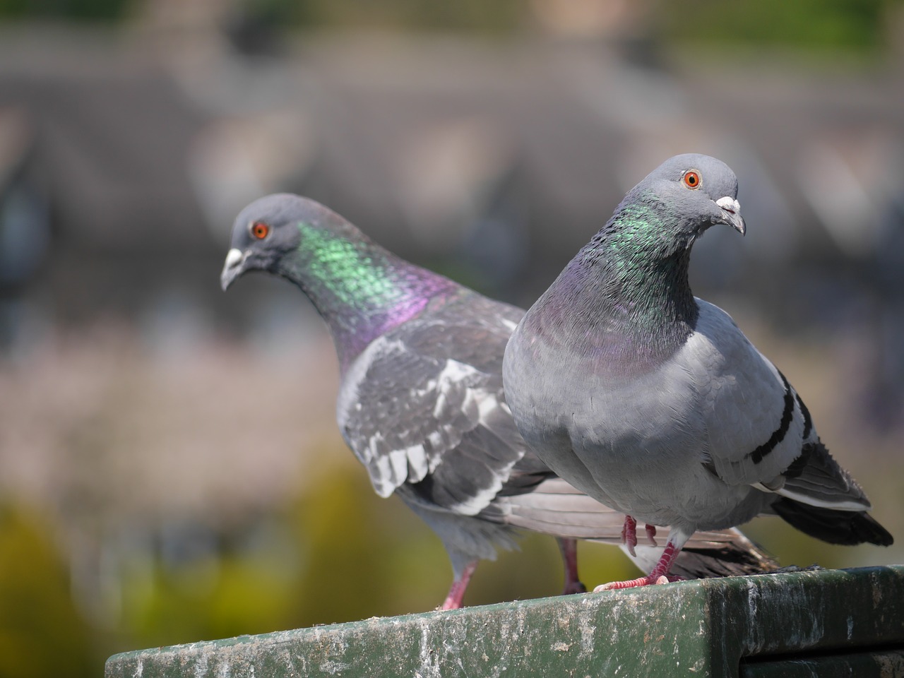 pigeon bird pair free photo