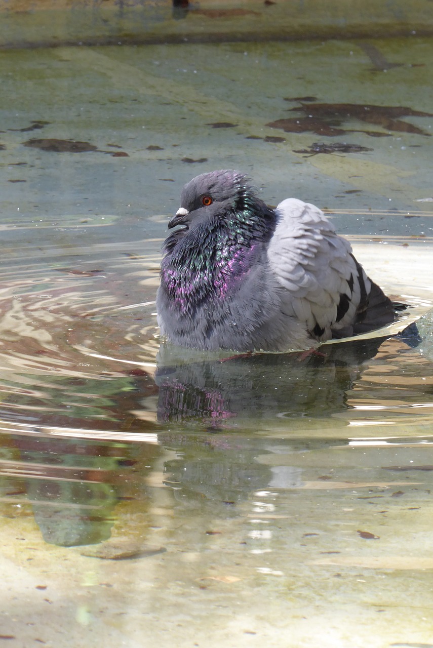 pigeon water bath free photo