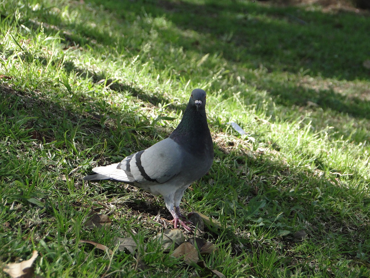 pigeon paige dove free photo
