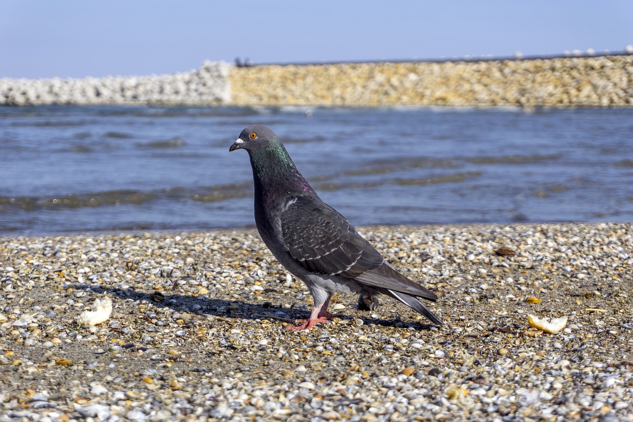 pigeon great water free photo